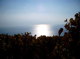 Vigne du Lavaux en novembre avec vue sur le lac L�man