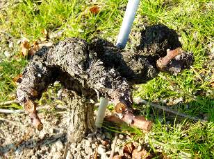 Vigne du Lavaux en novembre