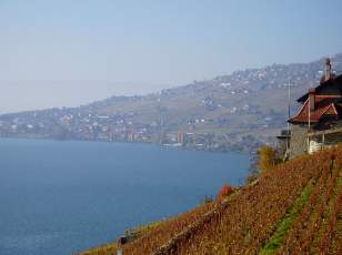 Vigne du Lavaux en novembre avec vue sur le lac L�man