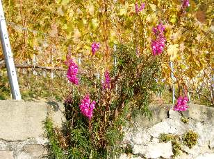 Jolies fleurs sur le chemin du vignoble