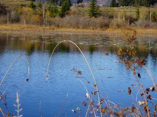 Lac et tourbières de Malpas, les près Partot et le bief Belin
