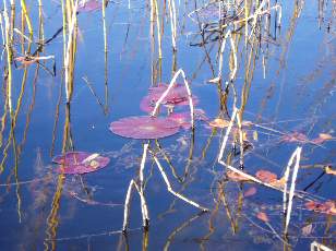 Lac et tourbières de Malpas, les près Partot et le bief Belin
