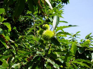 Magie et Beauté de la Nature