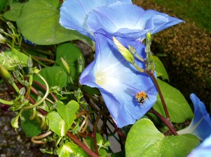 Magie et Beauté de la Nature