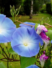 Magie et Beauté de la Nature