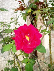 Magie et Beauté de la Nature