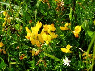 Fleurs d'été dans le Jura Vaudois, La Vraconnaz, Switzerland