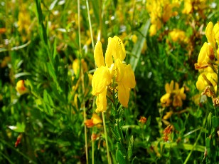Fleurs d'été dans le Jura Vaudois, La Vraconnaz, Switzerland