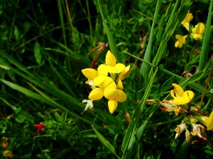 Fleurs d'été dans le Jura Vaudois, La Vraconnaz, Switzerland