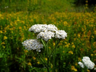 Fleurs d'été dans le Jura Vaudois, La Vraconnaz, Switzerland
