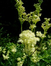 Fleurs d'été dans le Jura Vaudois, La Vraconnaz, Switzerland