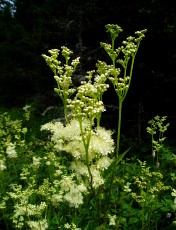 Fleurs d'été dans le Jura Vaudois, La Vraconnaz, Switzerland