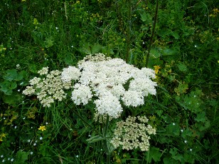 Fleurs d'été dans le Jura Vaudois, La Vraconnaz, Switzerland