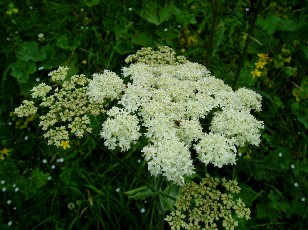 Fleurs d'été dans le Jura Vaudois, La Vraconnaz, Switzerland