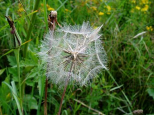 Fleurs d'été dans le Jura Vaudois, La Vraconnaz, Switzerland
