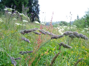 Fleurs d'été dans le Jura Vaudois, La Vraconnaz, Switzerland