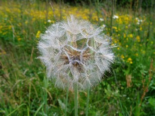 Fleurs d'été dans le Jura Vaudois, La Vraconnaz, Switzerland