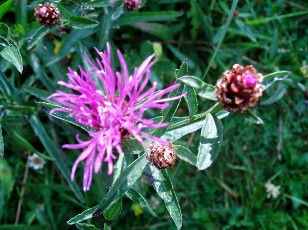 Fleurs d'été dans le Jura Vaudois, La Vraconnaz, Switzerland