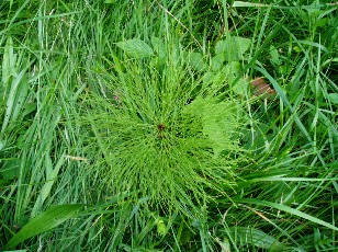 Fleurs d'été dans le Jura Vaudois, La Vraconnaz, Switzerland