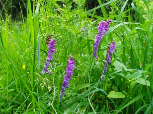 Fleurs d'été dans le Jura Vaudois, La Vraconnaz, Switzerland
