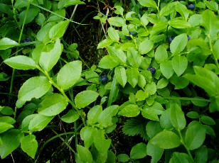 Fleurs d'été dans le Jura Vaudois, La Vraconnaz, Switzerland