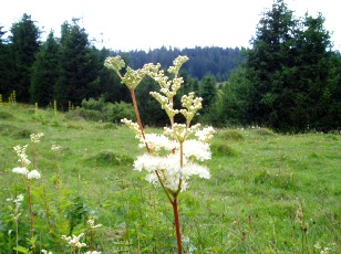 Fleurs d'�t� dans le Jura Vaudois, La Vraconnaz, Switzerland