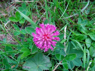 Fleurs d'�t� dans le Jura Vaudois, La Vraconnaz, Switzerland