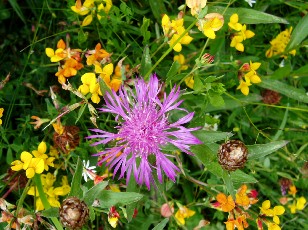 Fleurs d'�t� dans le Jura Vaudois, La Vraconnaz, Switzerland