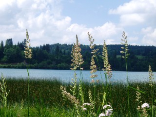 Graminées le long du lac Saint Point