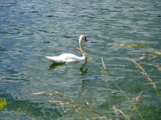 Graminées le long du lac Saint Point