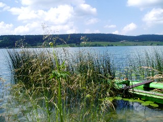 Graminées le long du lac Saint Point