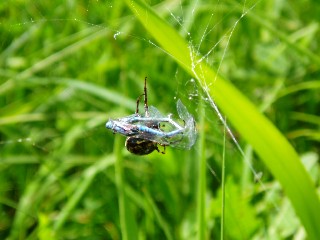 Libellule prise au piège