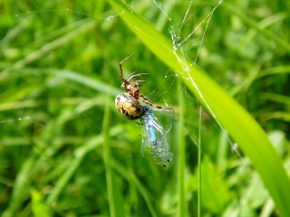 Libellule prise au piège