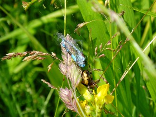 Libellule prise au piège