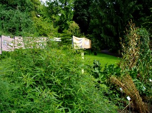 Jardin botanique au mois d'août à Berne