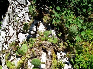 Jardin botanique au mois d'août à Genève