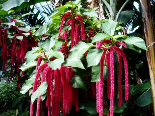 Jardin botanique au mois d'août à Genève