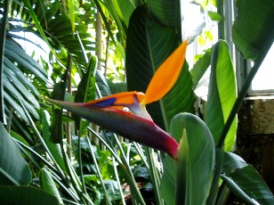 Jardin botanique au mois d'août à Genève