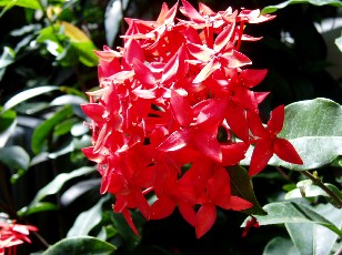 Jardin botanique au mois d'août à Genève