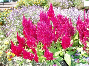 Jardin botanique au mois d'août à Genève