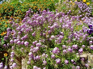 Jardin botanique au mois d'août à Genève