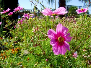 Jardin botanique au mois d'août à Genève