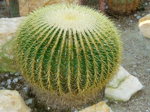 Jardin botanique au mois d'ao�t � Gen�ve