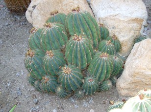 Jardin botanique au mois d'ao�t � Gen�ve