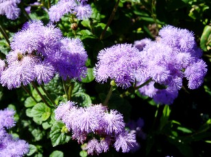 Jardin botanique au mois d'ao�t � Gen�ve