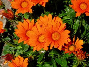 Jardin botanique au mois d'ao�t � Gen�ve