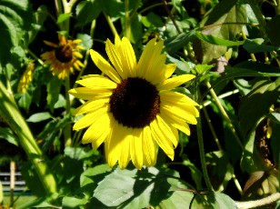 Jardin botanique au mois d'ao�t � Gen�ve