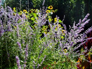 Jardin botanique au mois d'août à Neuchâtel