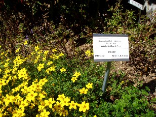 Jardin botanique au mois d'août à Neuchâtel