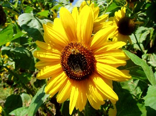 Jardin botanique au mois d'août à Neuchâtel